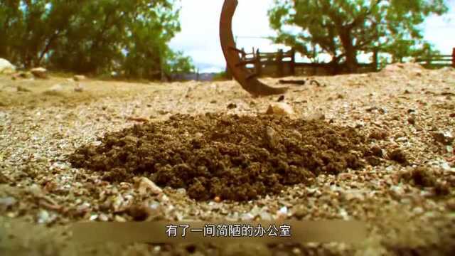 蚂蚁公主白手起家,打造地下王朝