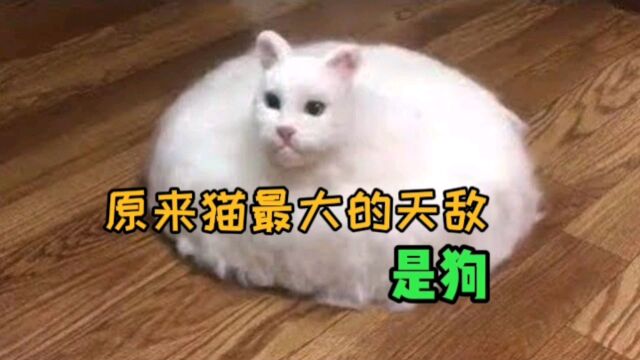 猫是真猫,狗未必就是真狗!