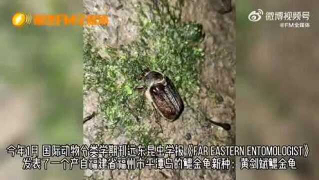 重磅!平潭发现昆虫新物种——黄剑斌鳃金龟