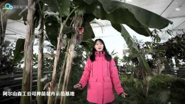 冰雪里的斑斓,看绚丽多彩的阿尔山