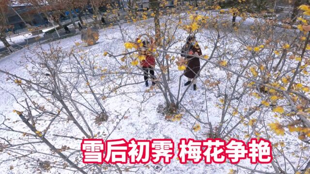 雪后初霁,梅花笑迎春日暖