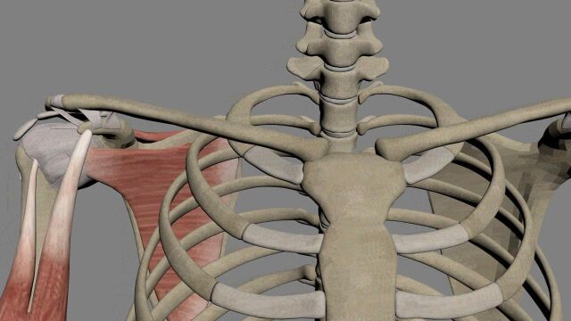 肩锁关节人体3D带你透过皮肤看身体!【泽桥视频制作】