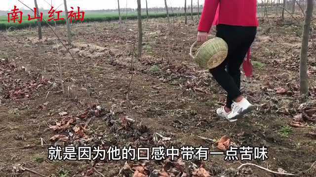 植物败酱草俗称“苦苦菜”,到底有啥大用途?今天终于明白了