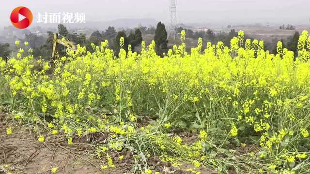 云求助|四川自贡大安区村民求助:农田改造能不能等我们收了菜籽再动工?