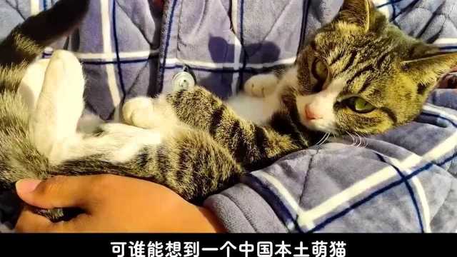 你知道中国的猫有几种吗?上