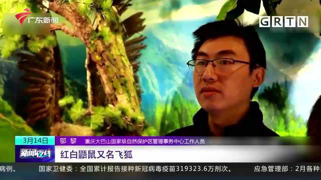 呆萌可爱!重庆城口发现国家“三有”保护野生动物红白鼯鼠