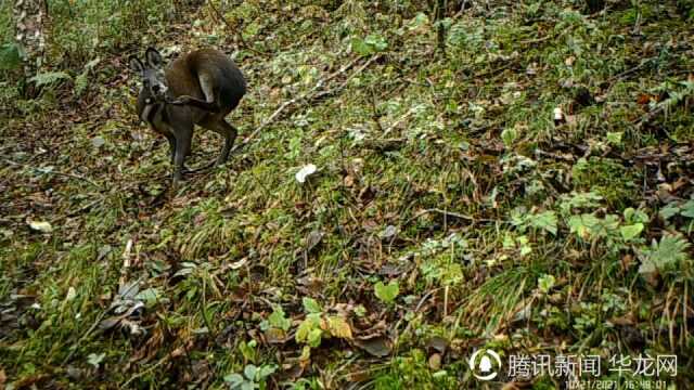 一雄一雌!重庆巫溪拍到国家一级保护动物林麝