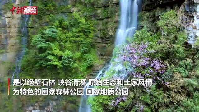 湖北五峰现“一半峡谷一半云海”景观