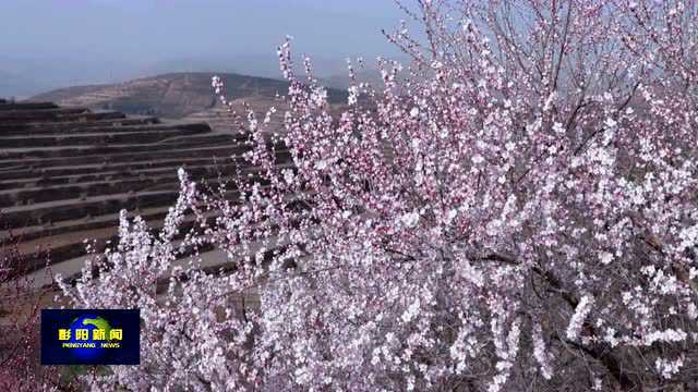 彭阳县:梯田山花映春浓