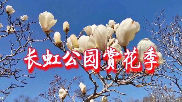 天津长虹公园桃花朵朵开,玉兰花亭亭玉立,与花儿同框好时节!