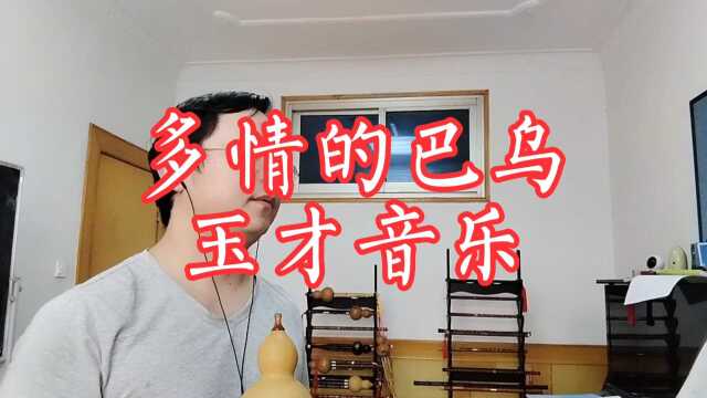 葫芦丝经典曲目《多情的巴乌》,欢快的节奏,美妙的旋律