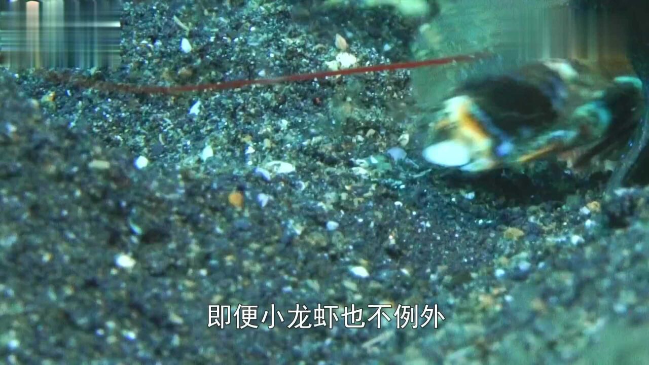 这种虾生存在火山口,环境温度高达450度,世界上最耐高温的虾!