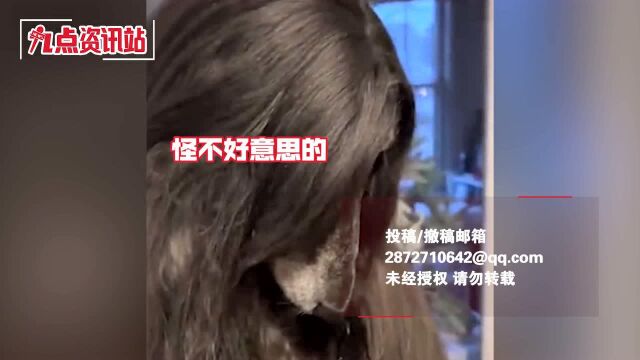 一猎犬拥有飘逸“长发”,背影神似人类,网友:秃头少女慕了!