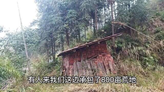 外地人租800亩荒地养羊,越养越不对劲,当村民发现时已经太晚了