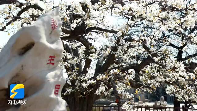 诗画山东|满屏都是梨花白!冠县万亩梨园诗情画意春色浓