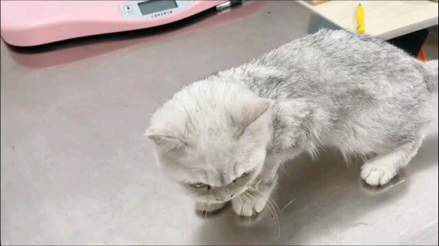 小猫得了猫瘟,主人怕花钱不想要了,医院治疗好又想拿回去