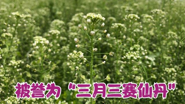 农村遍地都是这种野菜,被称为三月三“赛仙丹”,你知道吗?