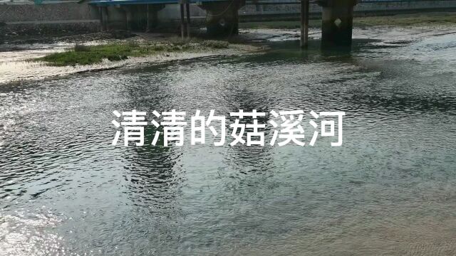 温州市永嘉县桥头镇菇溪河,美丽乡镇美好时光@看看温州