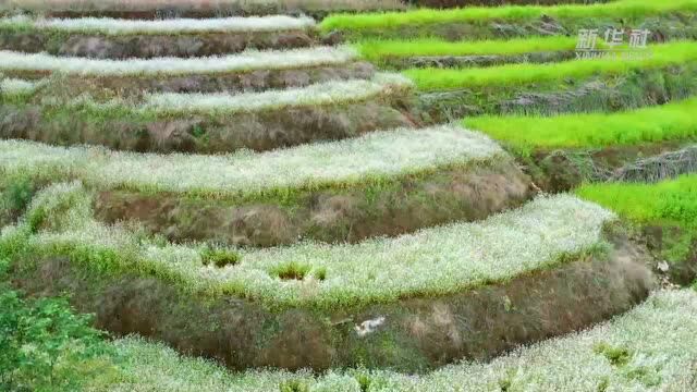 四季旅行|云南西盟:“只此青绿” 感受绿色生态之美