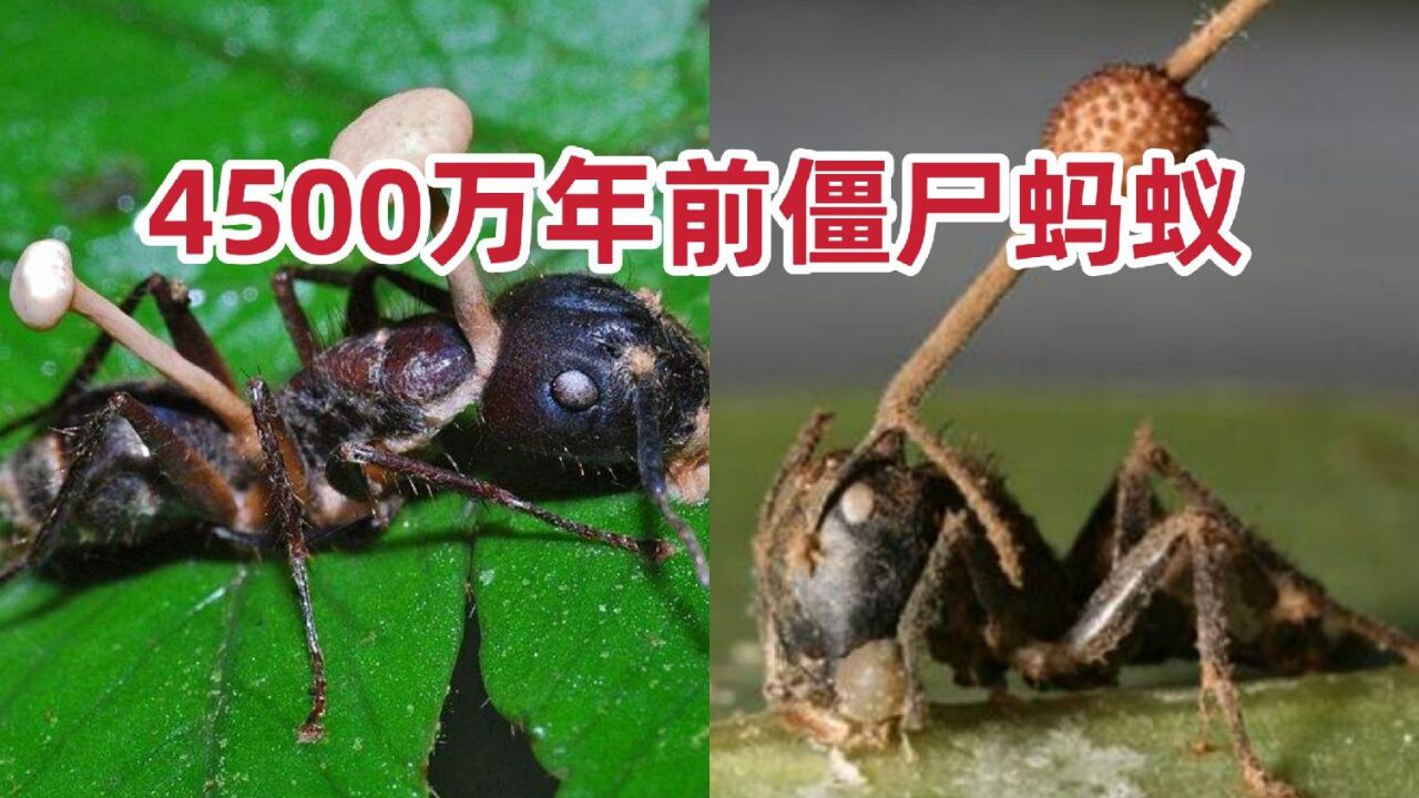 4500万年前僵尸蚂蚁,被真菌控制后掏空身体,头上长出芽