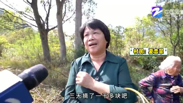 “共同富裕在浙江”青田站丨花路VS茶路,哪个是你的菜?春暖花开,探寻“共富路”