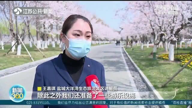 盐城:大洋湾数万株樱花绽放 游客拍照打卡自助烧烤