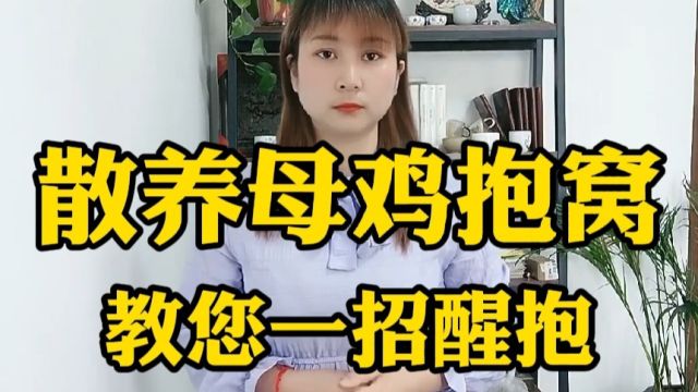 养鸡小妙招,散养母鸡抱窝如何快速醒抱?吴娟养鸡课堂为您揭秘