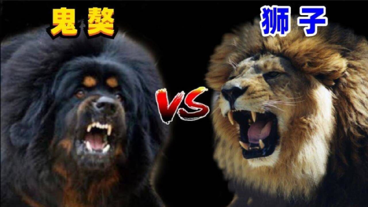 鬼獒vs狮子,如果藏獒之王单挑猫科一哥,谁会活到最后呢?