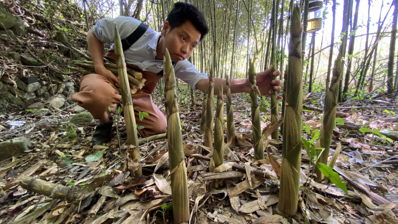 小伙进山拔野笋,没想到满山的竹笋没人要,5分钟拔了一大袋