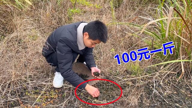 雨后上山捡“地皮菜”,这种野菜卖100元一斤,就是好吃不好洗