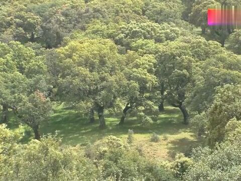 地中海的“米其林餐厅”橡树林,引大量贪吃的斑尾林鸽带此过冬