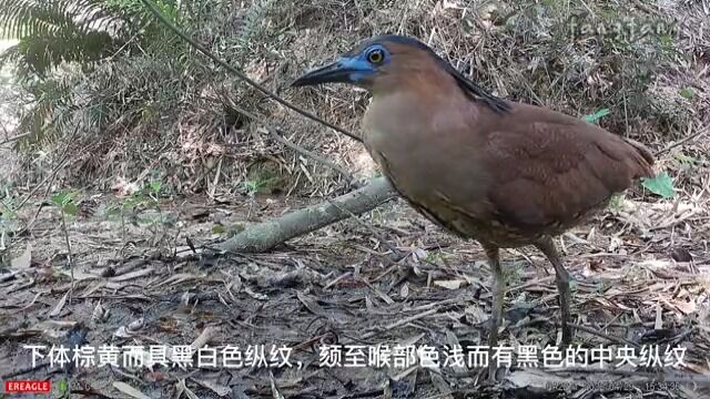 国家二级保护野生动物——黑冠鳽