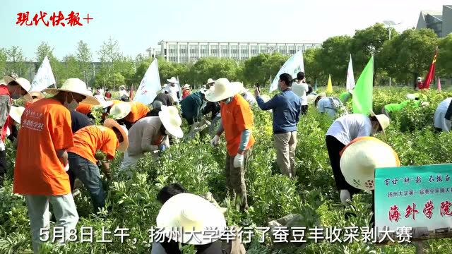 师生们种植、采剥,扬州大学3吨蚕豆送上食堂餐桌