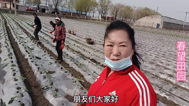 农家雇人往地里摘大头菜,扣地膜栽大头菜的方法,一年能收两茬菜