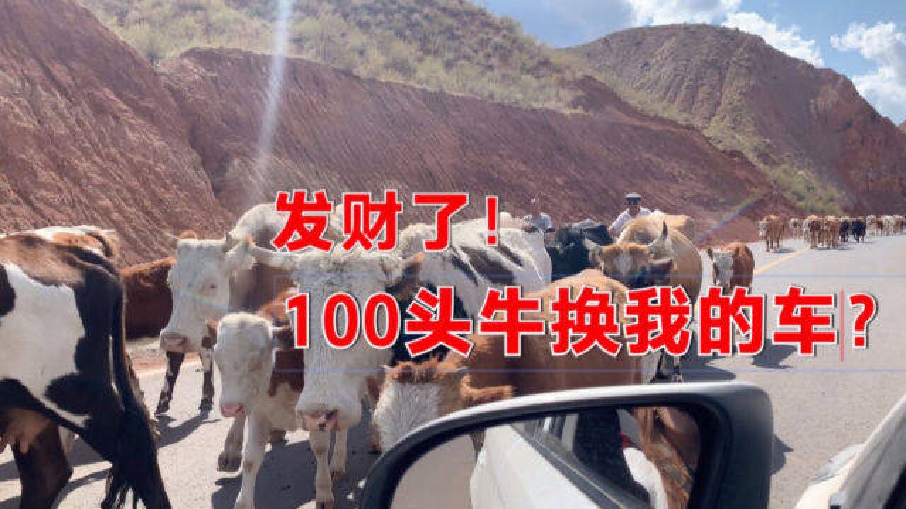 100头牛值多少钱?新疆牧民转场,两位大哥竟要用100头牛换我的车