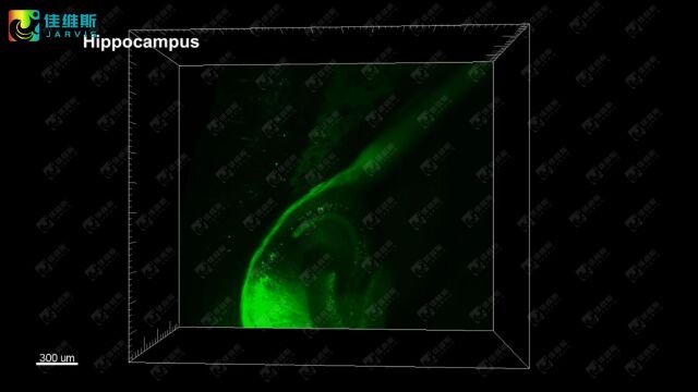 佳维斯生物——小鼠神经元皮层三维透明成像