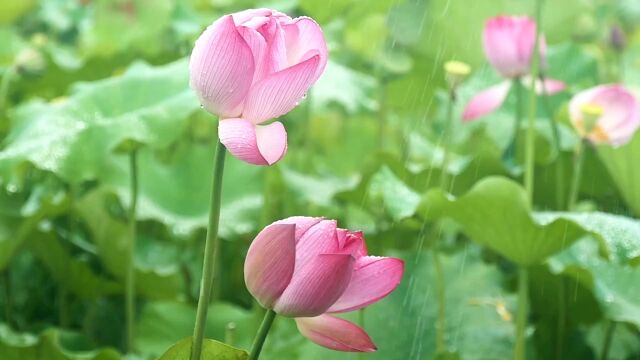 夏天夏季夏日 小暑 大暑 荷花 荷花池 荷塘高清实拍视频 