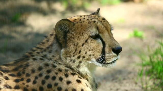 野生动物 亚洲猎豹 豹子 动物特写