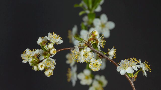 植物 花朵 质感特写 实景拍摄 延迟摄影