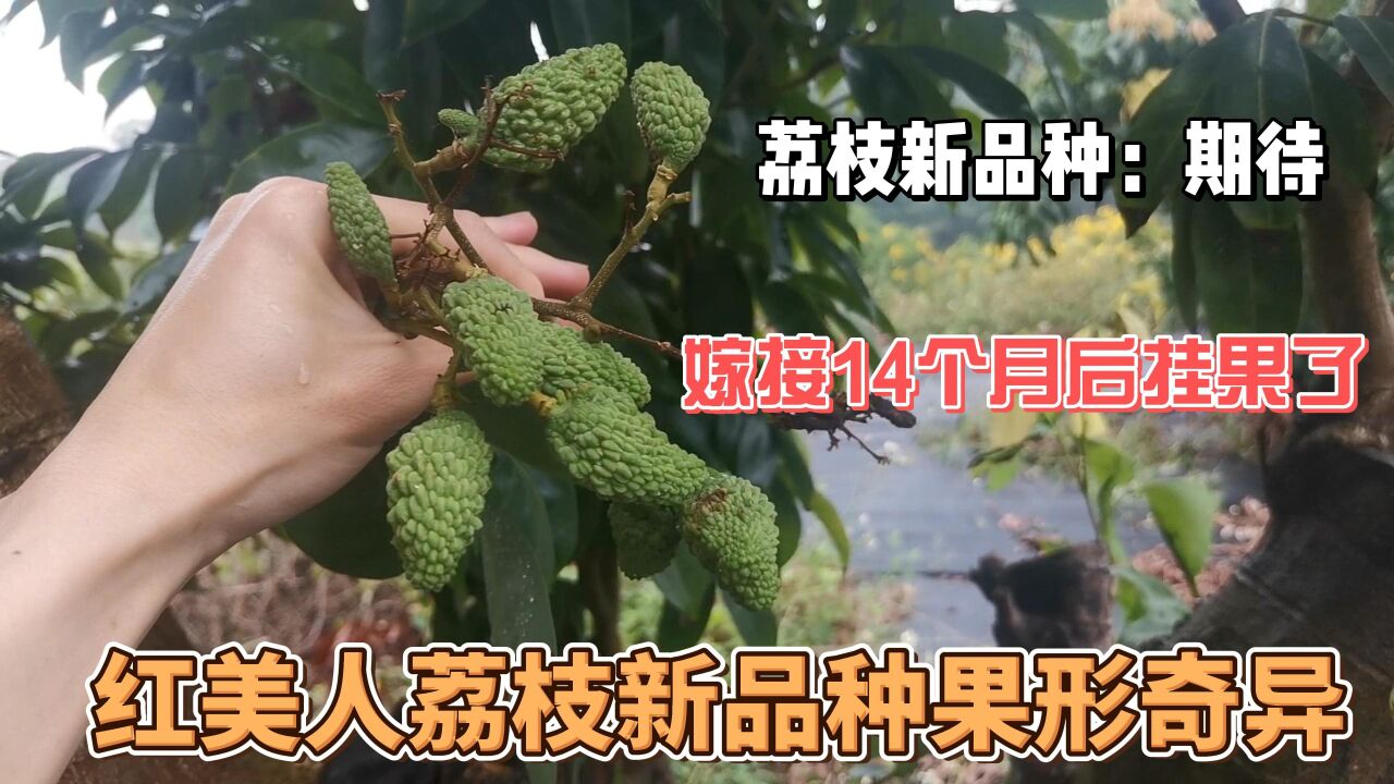 荔枝红美人新品种嫁接14个月后,果子长得很奇特,长势不错,成活率高