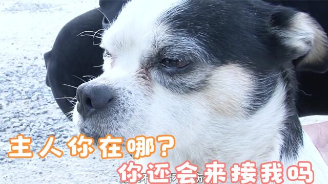 忠犬被狠心主人抛弃,站在原地等待数日,始终相信主人还会回来