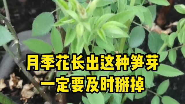 月季根部出的笋芽要不要剪,今天告诉你