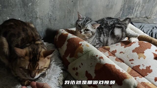 孟加拉豹猫加美短生出来的幼崽会是什么样的,直接发现了新品种吗?