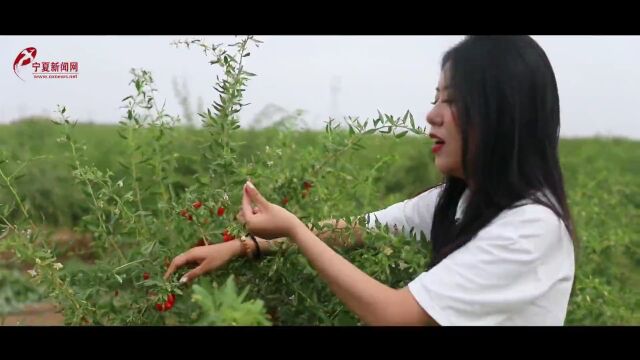 短视频:宁夏头茬枸杞开采了!