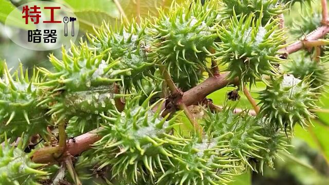 蓖麻是很常见的植物 误食它的种子可能丢性命 但很多地方却大量种植