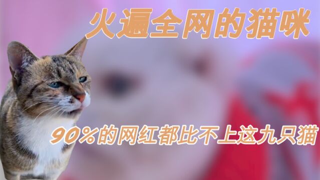 火遍全网的猫咪:90%的网红都比不上这九只猫!你知道第一名的网红猫是谁吗?