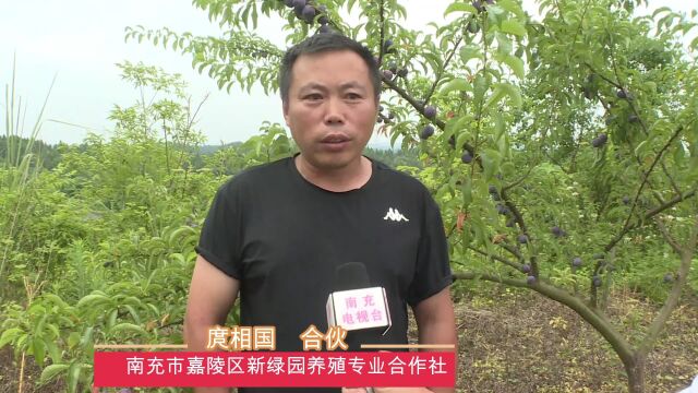 南充市嘉陵区新绿园养殖专业合作社 合伙人 庹相国