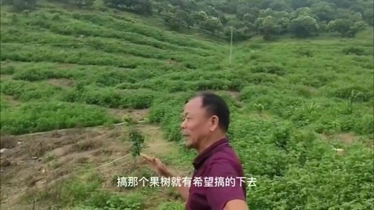 无人机飞进荔枝园:数字化植保一年能省30万