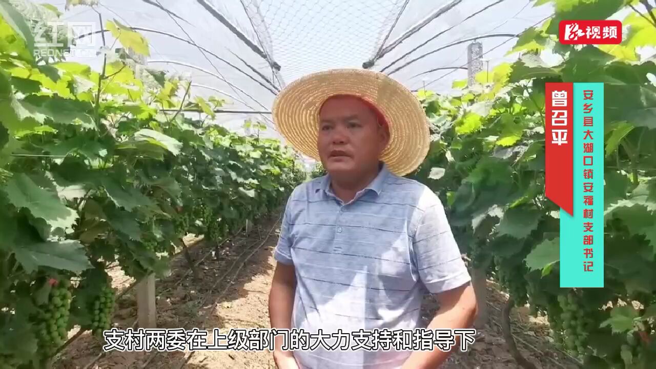 乡村振兴在行动丨常德安乡安福村:葡萄“串”起致富经