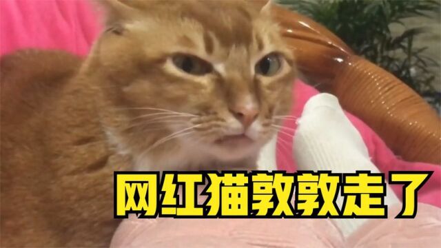 网红猫敦敦走了,你肯定见过它的表情包